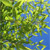 Les plantes