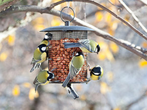 Votre jardin en hiver : pensez à nourrir les oiseaux