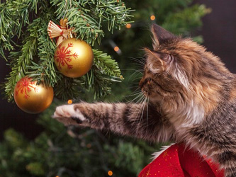 Comment éviter que votre chat attaque le sapin de Noël ?