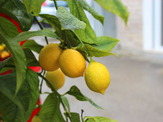 Le délicat entretien d'un citronnier 