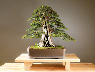 Le Bonsaï : histoire millénaire de cet arbre miniature