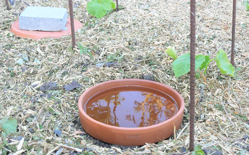Des oyas pour le jardin : principe d'une méthode d'irrigation millénaire 