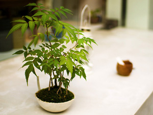 Dépolluez votre intérieur avec des plantes