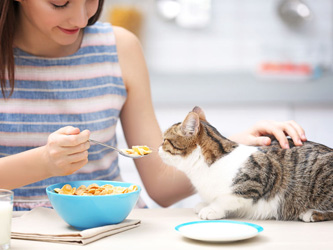 10 aliments dangereux pour la santé des chats 