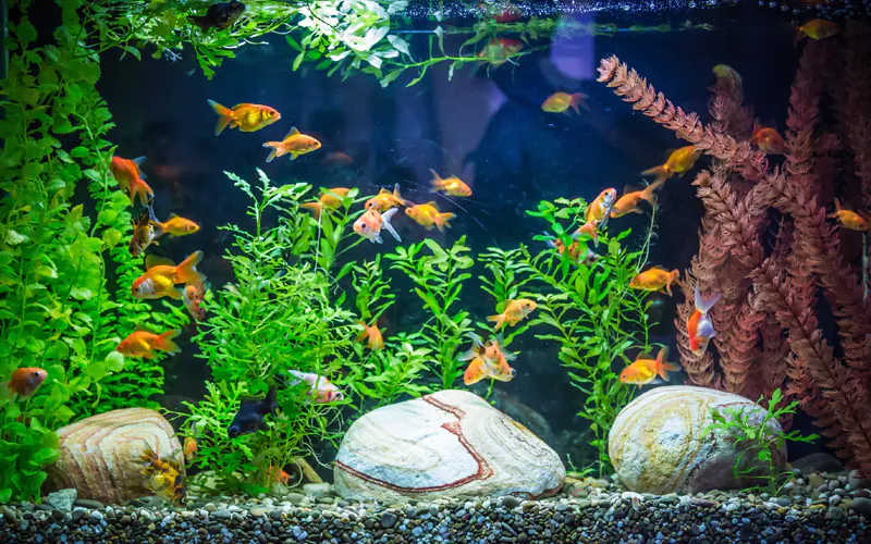 Les bienfaits de l'aquarium