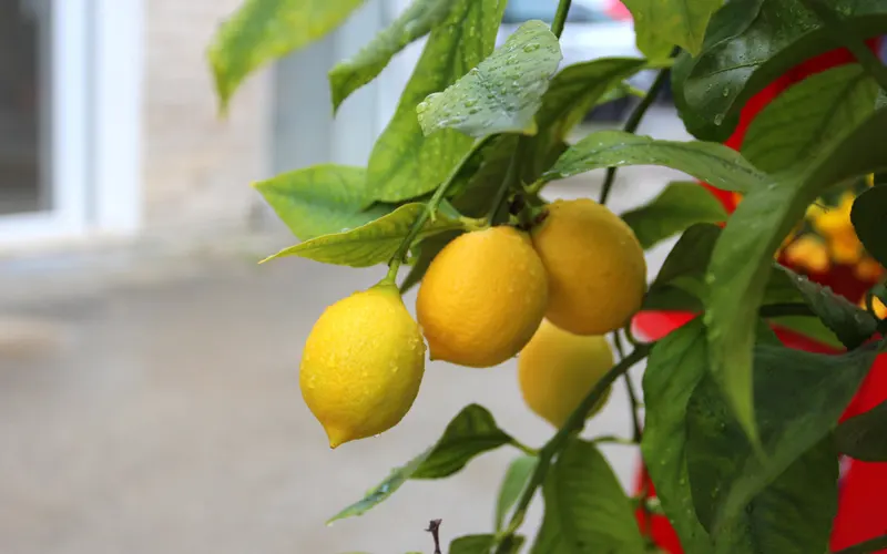 Le délicat entretien d'un citronnier 