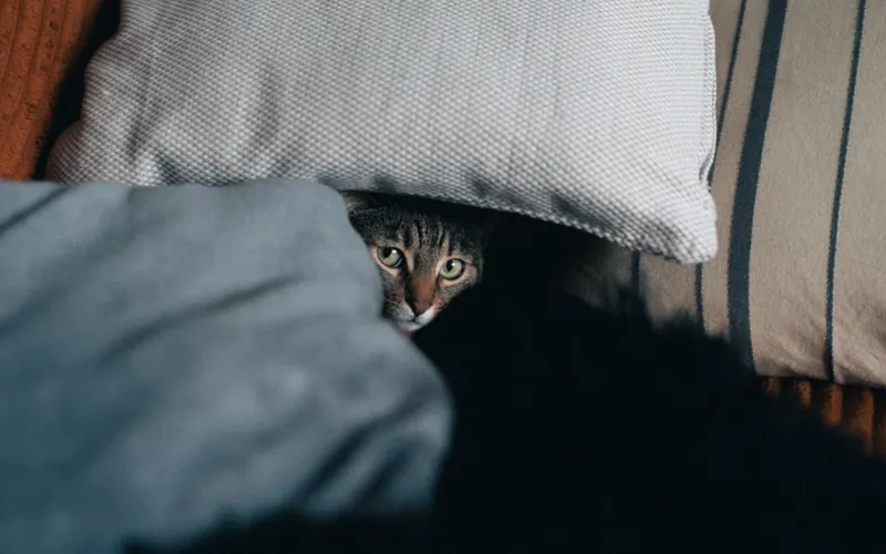 6 conseils pour calmer l'anxiété de votre chat