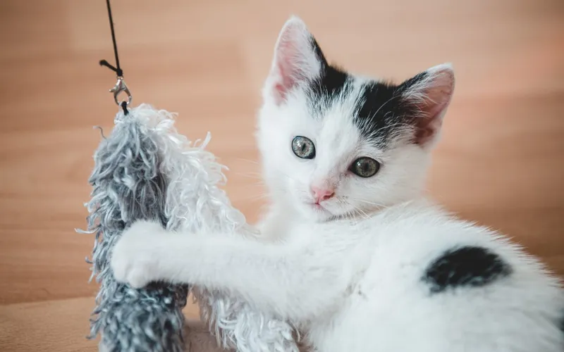 chat jeu