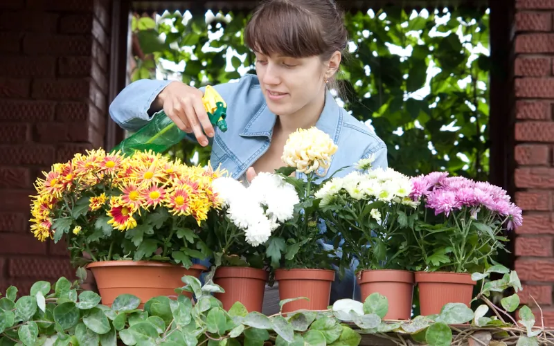 Égayez vos fenêtres toute l'année avec des fleurs