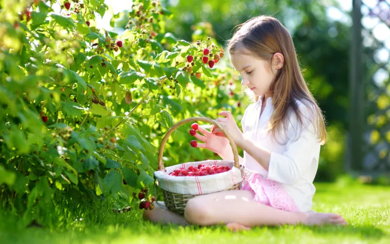 fillette framboises