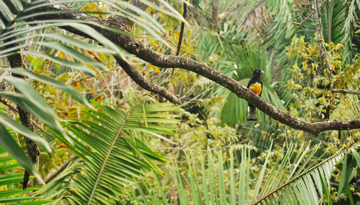 jardin jungle