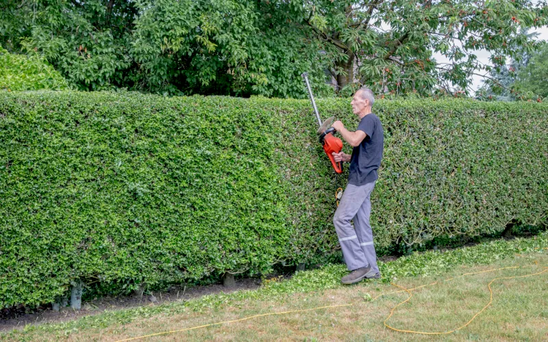 mur végétal