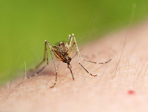 Bien se protéger des moustiques à la maison