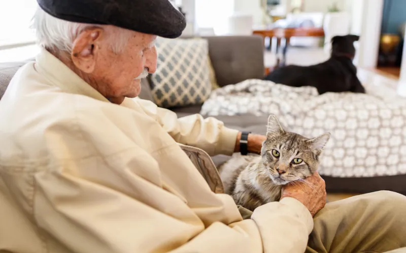 Partir en maison de retraite : que devient le chat du parent âgé ?