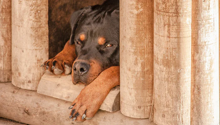 chien dans sa niche