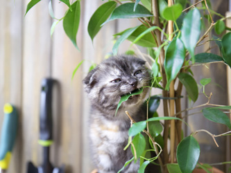 12 plantes toxiques à éviter si vous avez un chat