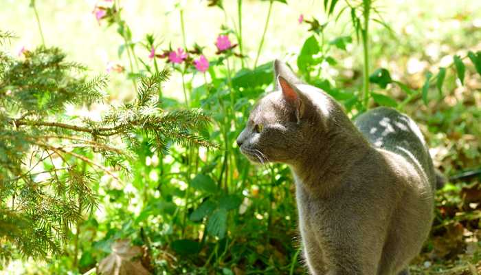 chat et plante