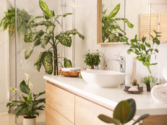 6 plantes très utiles dans une salle de bain