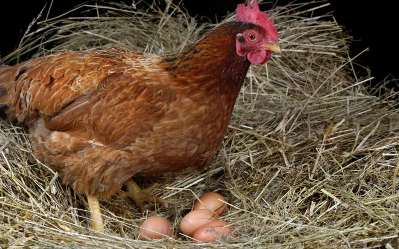 5 races de poules pondeuses pour votre poulailler