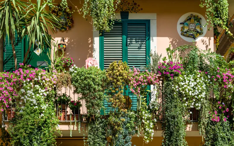 Quelles plantes choisir pour agrémenter un balcon ?