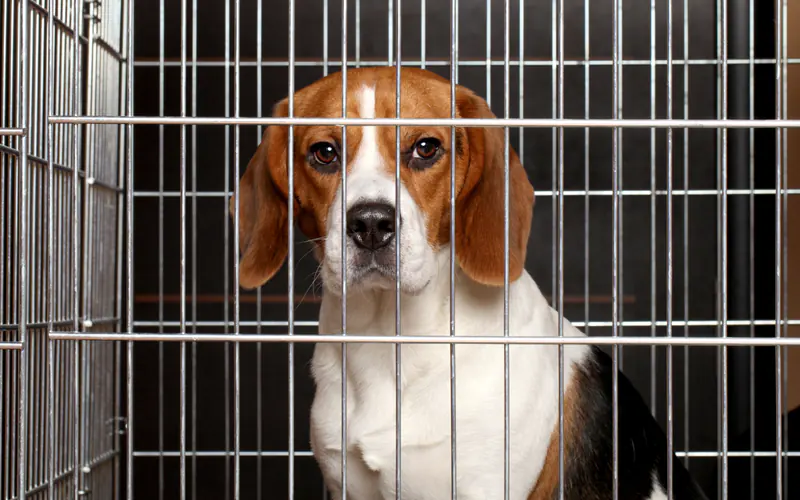 Utiliser une cage pour son chien : bonne ou mauvaise idée ?