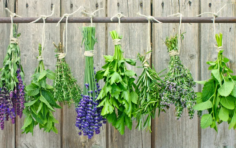Les herbes aromatiques et leur utilisation