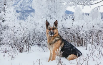 4 dangers auxquels nos chiens sont exposés durant l'hiver