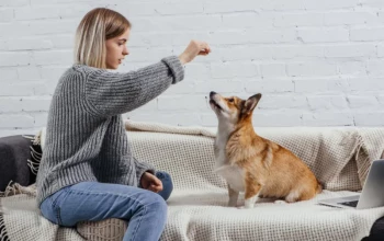 Comment dresser son chien à obéir à des ordres simples ?