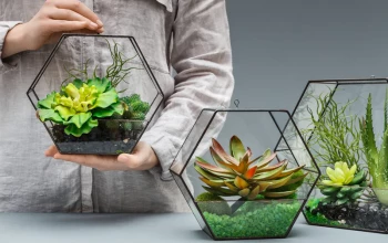 Quelles plantes peut-on installer dans un terrarium ?